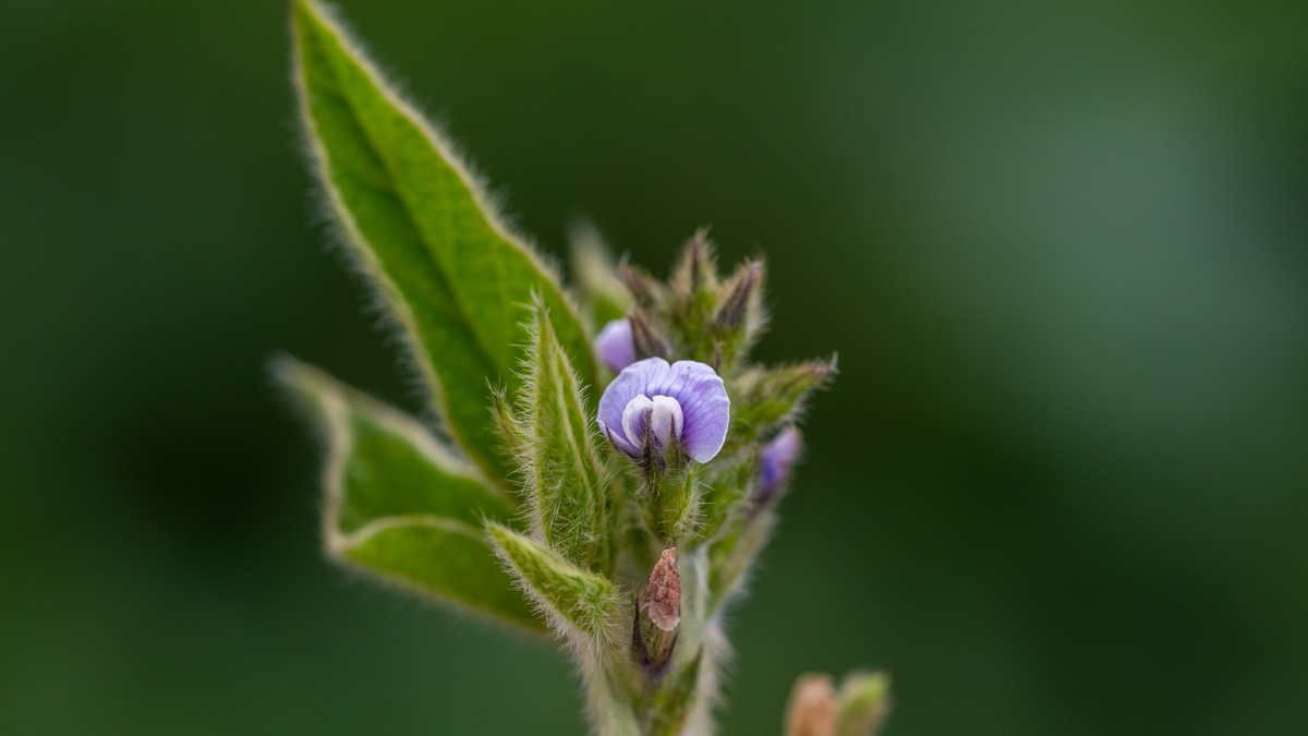 Dicas de manejo de inseticidas na florada da soja