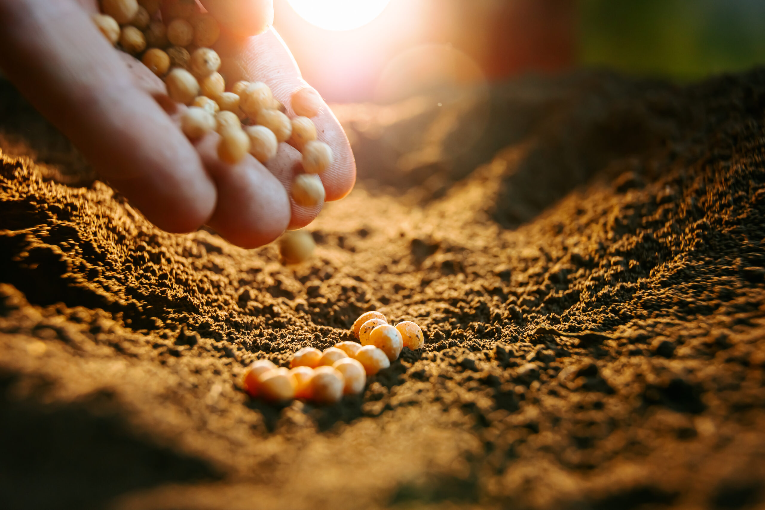 A cropped image of a farmer's hands holding soybean seeds against the backdrop of the fertile soil waiting to be planted. SSUCv3H4sIAAAAAAAACpxSwW7DIAy9T9o/VJwbLSlJyPYr1Q4O0AaVQEVIp6rqvw9IWF1tp93ws9+z/czt9WWzIT1MipOPzS1GIVZaz5N34JU1AS63K+6kEdJh5OJoW2IAFI6kUN46BRqDPXg+GBhlAM2sdYTvKUkmD36e5IRmGW2cQmo5SuNjYscQgYOXx9DhiZLX2S/xJidSMjBCipAtwqa5T1iGFvF/MZfH548dR2n49TFbtEwJaQd1kXjCtLvlp+JgrQ+kN2VEPEG0Ltdk0b9MwUIV3T04y+OOLHOBBovH+0WSnL68dGOycC2CWSiLLL1YDjoWUKQE6gwOnnhnp7gyR4RYP6Qvk5W4nY13V+wk0daeodfRkUNoIzM+wDSFcpFxfPjgjh1RH2N92mlVJSL8jBhWlDZ11VDWspq1ZdextWD5a4MKOmmcPOB81haEjE0fR/tleMXK95axtk2GPDucLqkE9kVFOcJpfYD60Be8ZX1Ri5IVHadd0bSUNRXrueB9ON39GwAA//8DAHoWiUuWAwAA